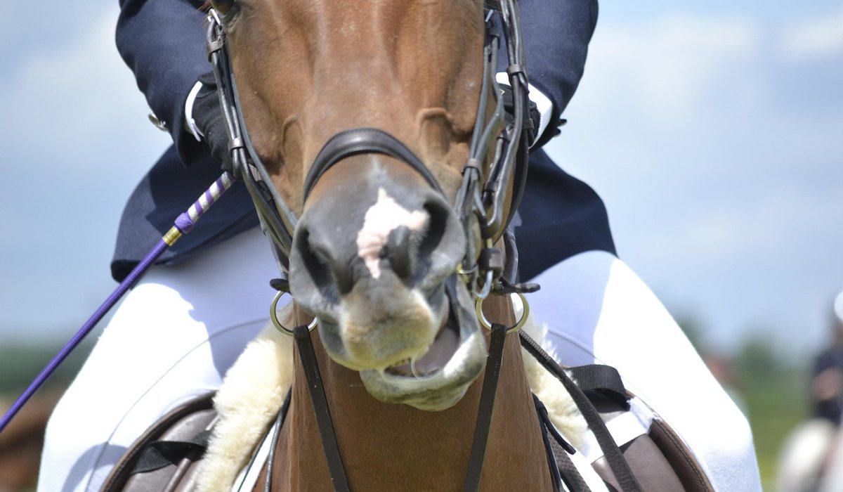 Gridwork Exercises to Improve Showjumping Rhythm and Confidence