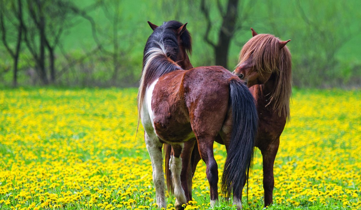 Recognising Signs of Digestive Discomfort in Horses