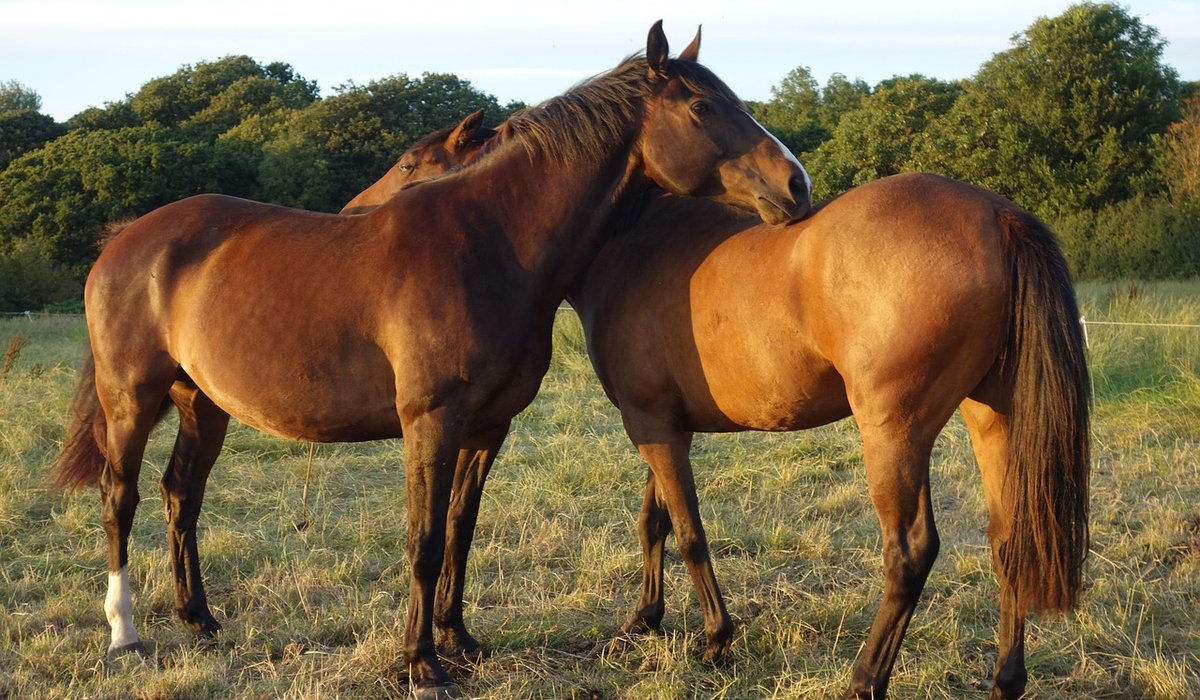 The Role of Hedgerows and Wildlife on Equestrian Properties