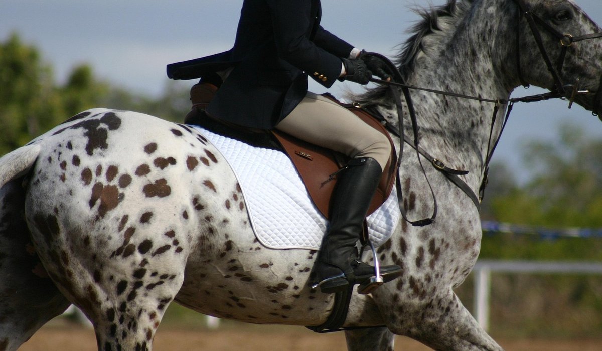 What Judges Look For in In-Hand Showing Classes